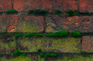 Old brick wall with moss and lichen
