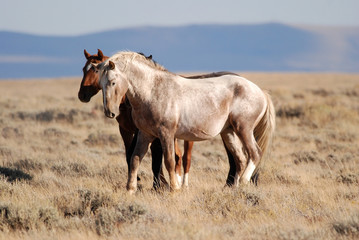 Prancing Wild Horse Stallion