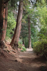 Obraz premium sentiero nel bosco con sequoia, forest path with sequoia