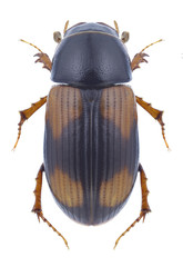 Beetle Aphodius quadriguttatus on a white background