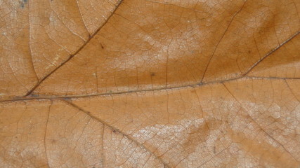 Texture of a leaf