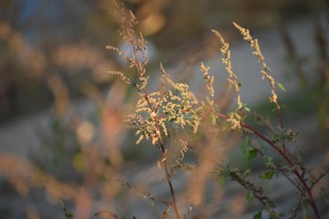 weeds near river