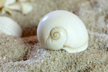 white snail shell on sandy beach