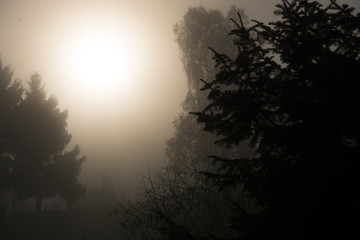 Fototapeta premium Sonne im Nebel