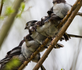 Long-tailed tits huddled together