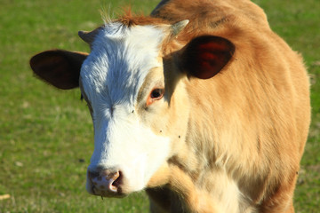 head of young cow