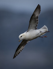 Fulmar in flight
