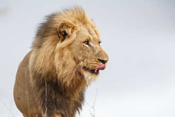 Portrait of a dominant male lion in the rain in Kruger National Park in South Africa