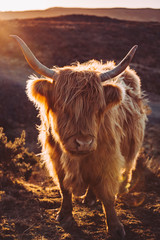 Cattle in the Isle of Skye, Scotland