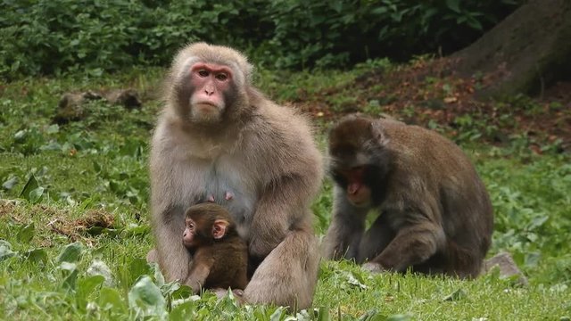 Macaque female suckles two small macaques