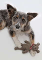 süßer grauer Mischlingshund mit großen Ohren blickt in die Kamera und hält seinen Stoffteddy zwischen den Pfoten, Aufsicht, Studiofoto, weißer Hintergrund