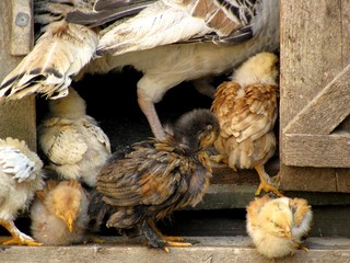 Hen with little chicken entering in a kennel. Close up