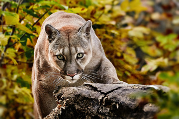 Portrait of Beautiful Puma in autumn forest. American cougar - mountain lion, striking pose, scene in the woods, wildlife America - obrazy, fototapety, plakaty