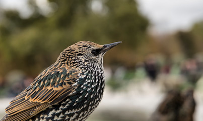 European Starling close up