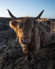 Cattle in the Isle of Skye, Scotland