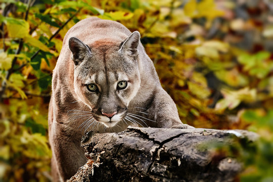 Portrait of Beautiful Puma in autumn forest. American cougar - mountain lion, striking pose, scene in the woods, wildlife America