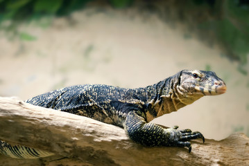 monitor lizard resting on a log on a blurred light background..