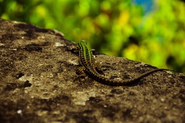 Close up of a green brown lizard stand with the back on a stone