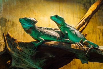 two basilisk lizards are resting on a log in a terrarium
