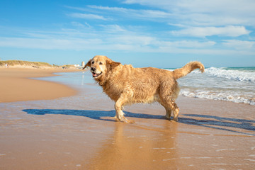 golden retriever dog, wet, running on the seashore of the sandy Palmar Beach, in Vejer, Cadiz,...