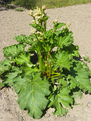 big bush of rhubarb