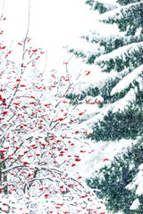 Snowy rowan tree. Branches full of red berries.