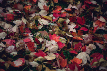 Colorful vibrant autumn leaves background