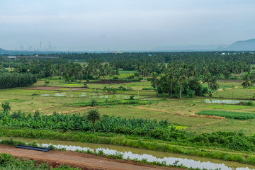 Fototapeta na wymiar coconut trees plantation at greenery field with small streamlet near by village Unconstructed road with mountain white cloud sky background.
