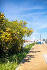 The walkway runs along the flowering mimosa trees on a clear day at the side of the bridge over the River Arade in Portimão city