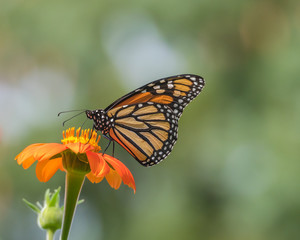 Monarch butterfly with closed wings feeding on an orange Mexican sunflower against a soft and hazy background in a flower garden in Minnesota, USA, during the migration south.
