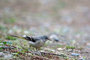 Grey Wagtail (Motacilla cinerea), Greece