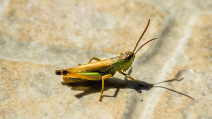Macro of grasshopper