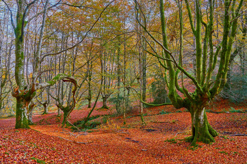 Fototapeta na wymiar Bosque de colores en otoño