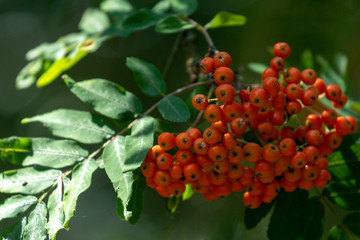 Pyracantha with berries in The Netherlands