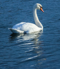 Swan swimming with reflections
