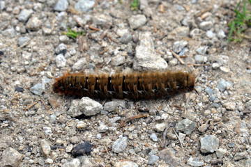 Oak Egger (caterpillar)