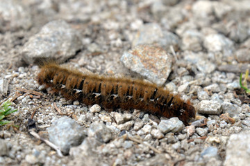 Oak Egger (caterpillar)