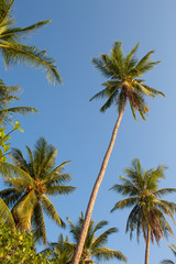 Naklejka na ściany i meble Palm Trees at Paradise Beach