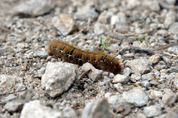 Oak Egger (caterpillar)