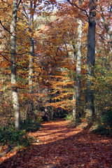 Obraz premium Un chemin de feuilles