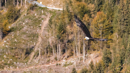 Bald eagle in flight