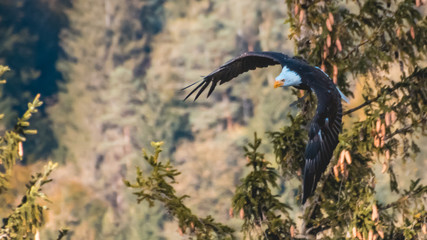 Bald eagle in flight
