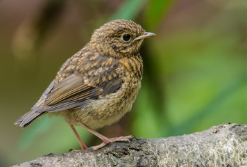 Fototapeta premium Baby Robin