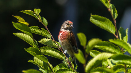 Linnet sitting on a branch