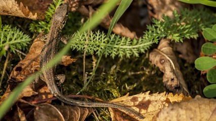 Lizard close up