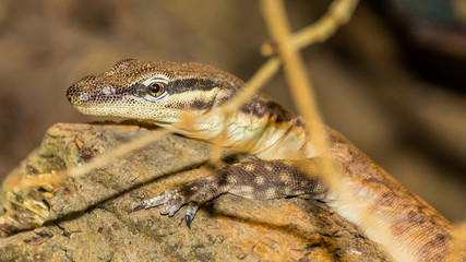 Lizard close up