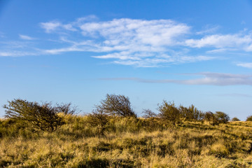 Windswept trees and grass dominate the landscape at Donna Nook Nature Reserve in Lincolnshire, Engand, UK