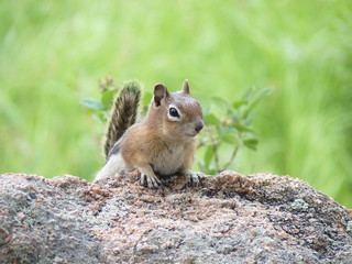 Naklejka na ściany i meble Golden-mantled Ground Squirrel, Lily Lake, Colorado, USA