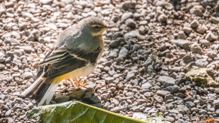 Grey wagtail at the Seisenbergklamm