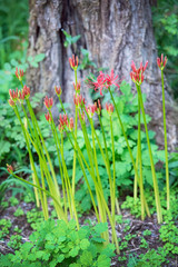 曼珠沙華・ヒガンバナ